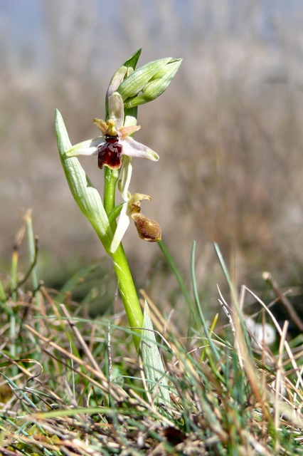 Ophrys precoci nell’Abruzzo sud orientale 2022
